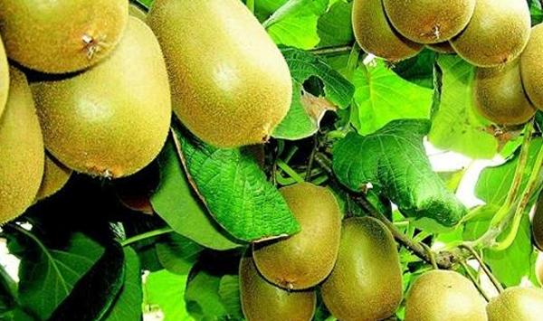 湖北早春期间猕猴桃栽培管理要点