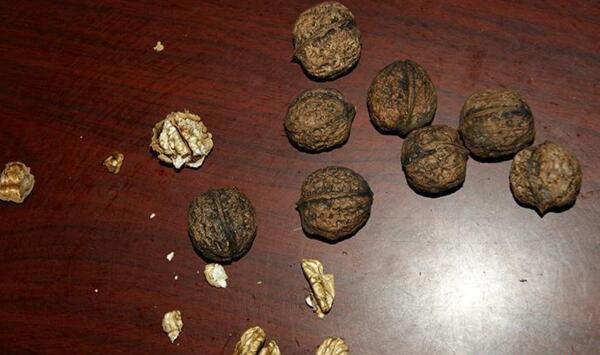 临城县黑皮核桃早期落果核仁变黑干瘪原因及预防措施