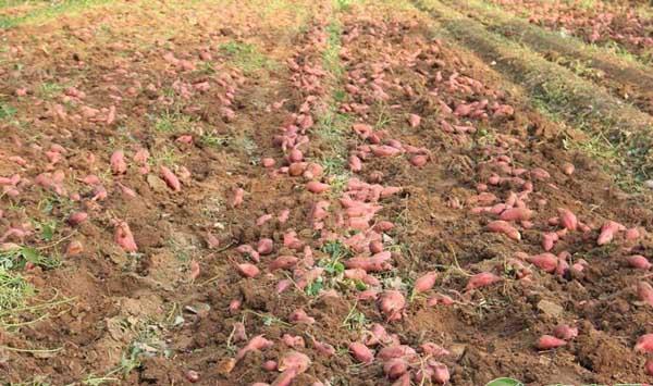 红薯种植用这个土方法，管理简单投资低