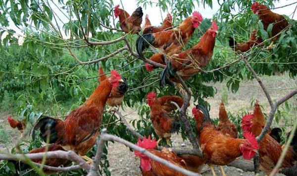 鸡白痢的症状特征及防治措施