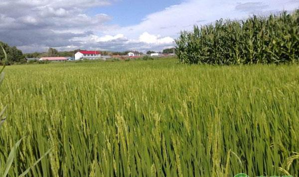 水稻抽穗灌浆管理技术