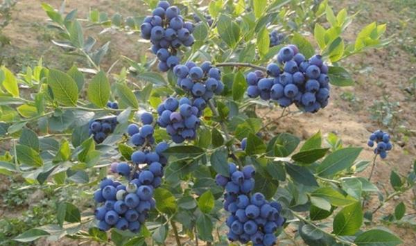 蓝莓苗木怎么嫁接？