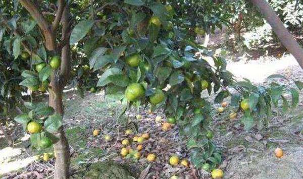 果实蝇防治措施