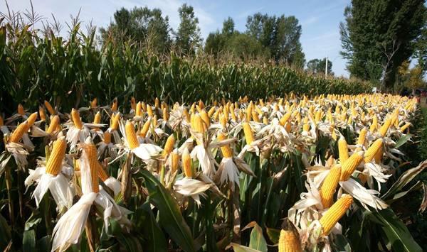 玉米早收有什么危害？专家教你玉米晚收增产一百斤的方法