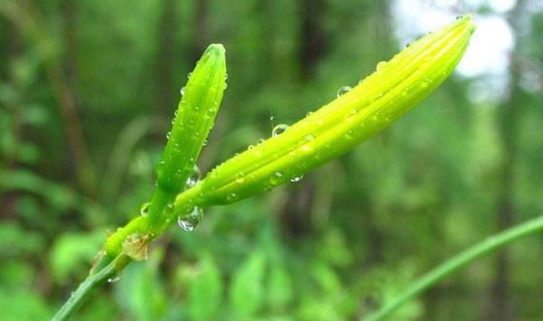 黄花菜怎么栽培？旱地黄花菜的栽培技术要点