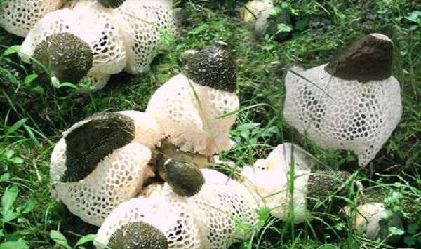 浅谈提高竹荪种植产量的方法