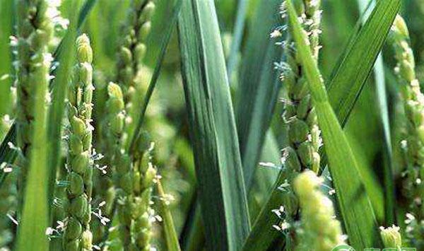 水稻抽穗灌浆管理