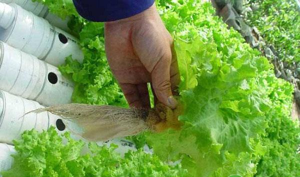 三伏天时期蔬菜如何管理？这几个种植管理要点要把控好
