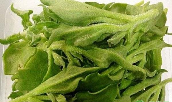 保健蔬菜冰菜的生物学特性及高效栽培技术