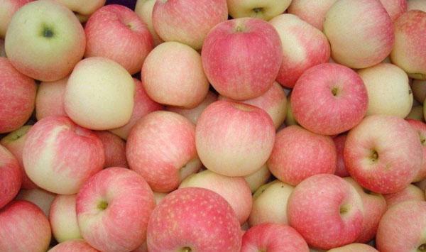 山东齐河苹果矮密栽培幼树整形修剪常见问题及解决措施