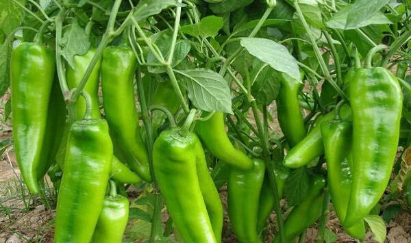 辣椒怎么种？一亩多收几千斤的辣椒管理方法