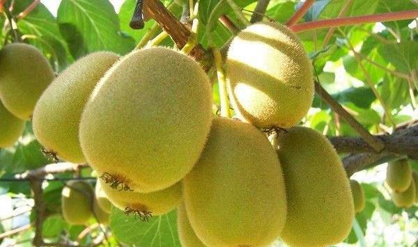 猕猴桃夏季如何管理？河南西峡猕猴桃的夏季管理技术