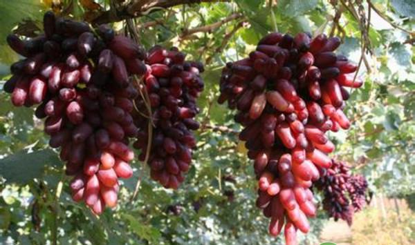 广东省葡萄生育期常见病虫害的发生特点和防治方法