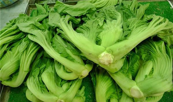 秋季适合种什么菜？秋季种菜品种选择种植指南
