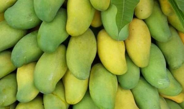 攀枝花地区芒果科学管理方案