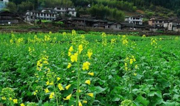 都江堰市2019年油菜规范化栽培技术要点