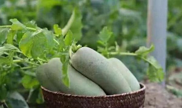 沙窝萝卜种植时间