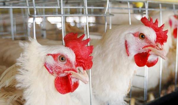 立秋养鸡怎么防治病害？