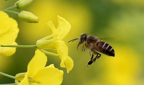 蜜蜂飞行隐藏秘密