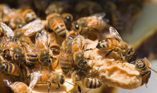 如何给蜂王安全介入王台？