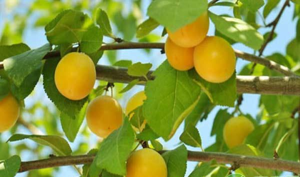 大棚杏树高效栽培管理技术