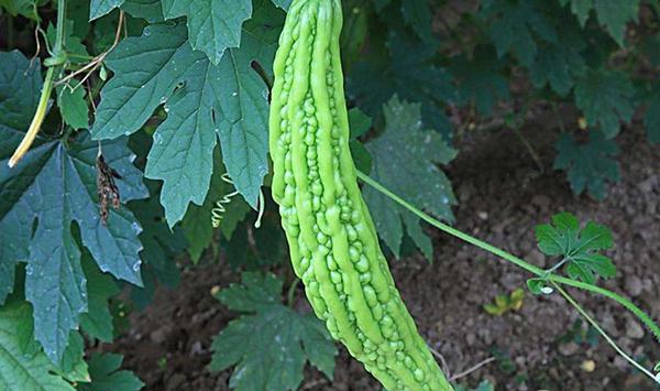 苦瓜的种植时间、种植方法及功效介绍