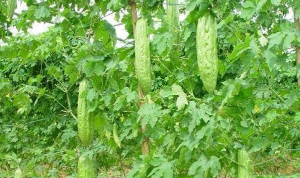 苦瓜栽培搭架、整枝、除草培土技巧
