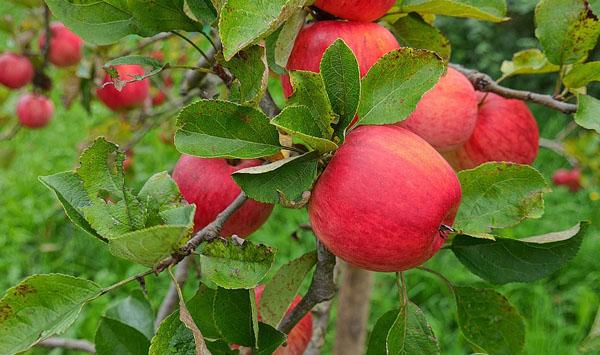 苹果种植要不套袋？苹果栽培套袋与不套袋的利弊分析