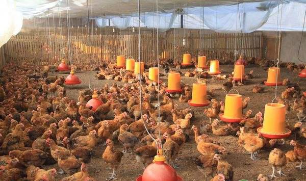 夏季养鸡要注意哪些问题？夏季养鸡场的六个注意点