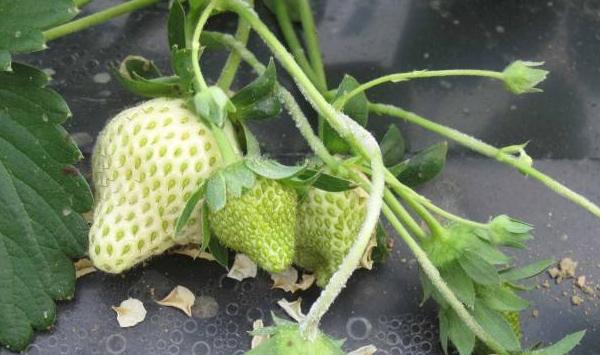 草莓白粉病怎么防治？
