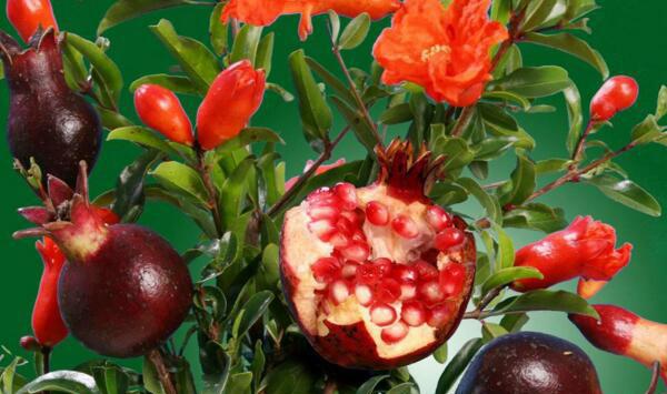 河南孟州石榴丰产合理树体结构及修剪要点