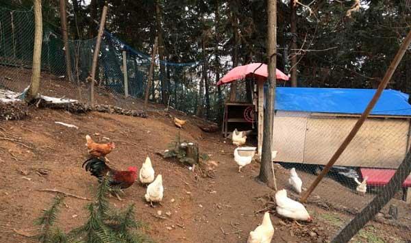 养殖户注意：在养鸡过程中这七大误区一定要避开！