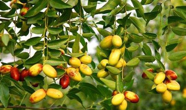 甘肃宁县晋枣产业化栽培新技术