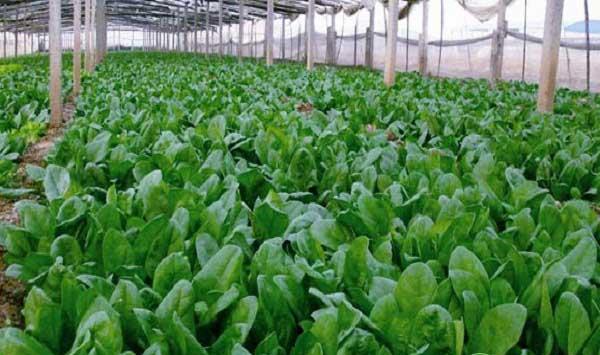 秋季适合种什么菜？秋季种菜品种选择种植指南