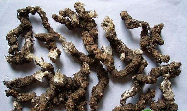 苍术繁殖方法及病虫害防治栽培技术