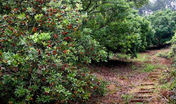 浙江省深红种杨梅绿色高产配套栽培技术
