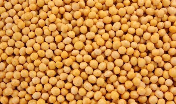 大豆如何保产量？大豆常见病虫害及防治措施