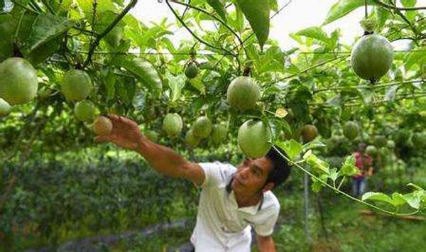 百香果除草方式