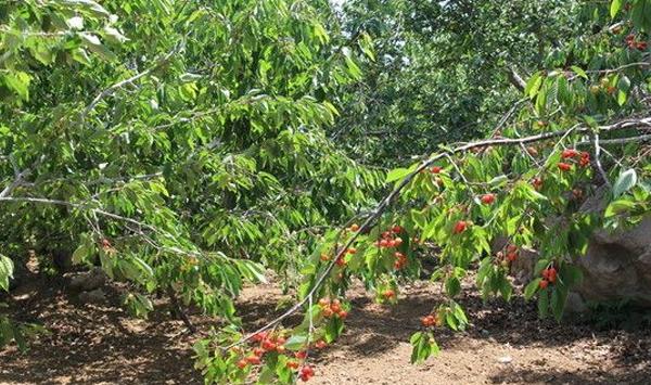 樱桃根癌病的防治关键技巧