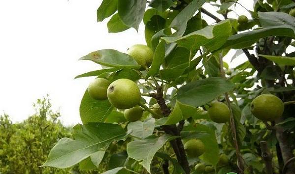 河北省衡水市果树死树原因及防治技术