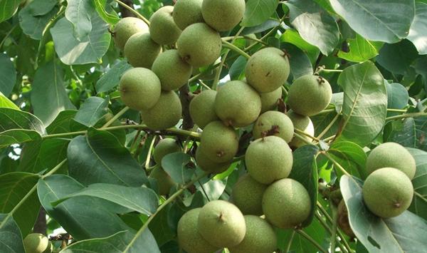 核桃皮变黑是为什么？