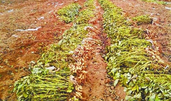花生怎么种植产量高？花生的种植技术与管理