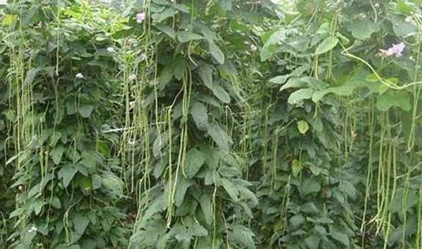 九月份可以种哪些蔬菜？九月份蔬菜种植指南介绍