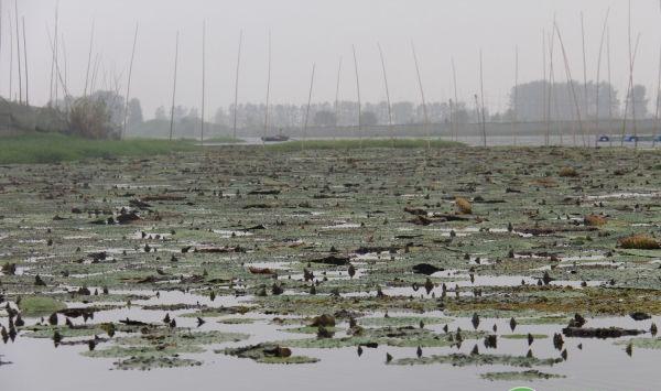 鱼用配料储存不当竟会导致鱼发病？使用鱼用配合饲料的要点