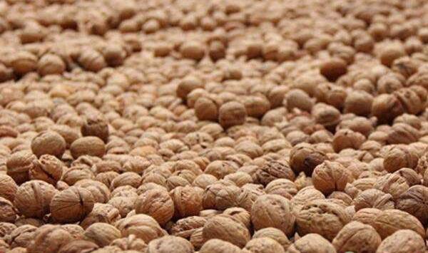 河北衡水核桃幼树低温冻害症状及预防措施