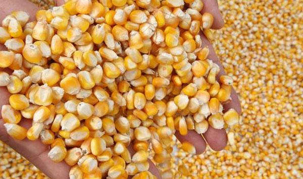 玉米出售注意事项