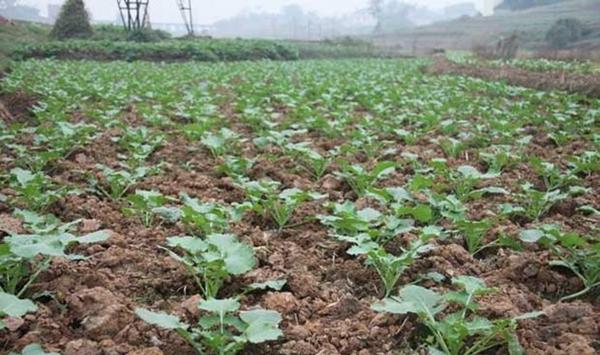 都江堰市2019年油菜规范化栽培技术要点