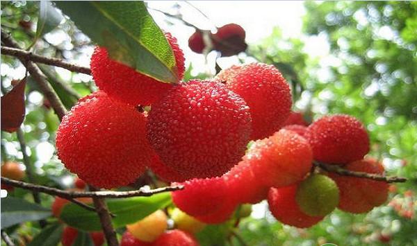 浙江省深红种杨梅绿色高产配套栽培技术