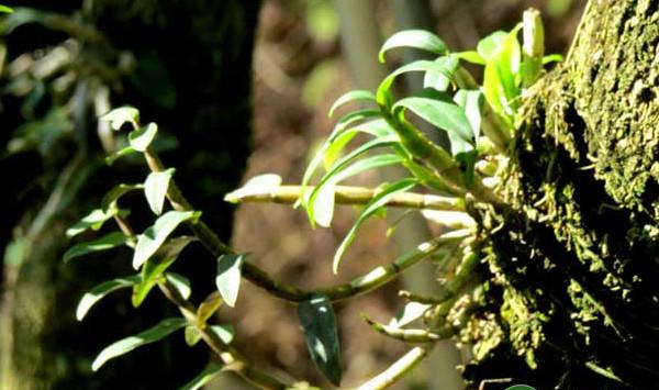 铁皮石斛仿野生高效栽培技术规程