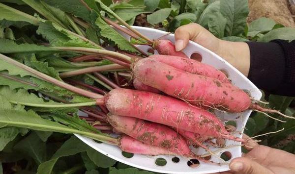 小五樱萝卜种植要点